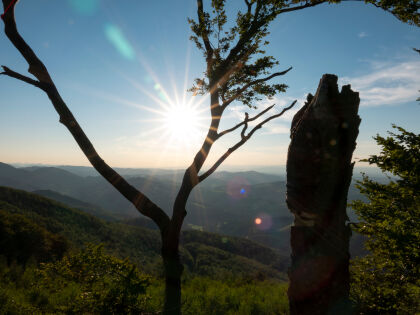 Ankommen & Wohlfühlen - Kurzurlaub im Wienerwald mit "Wald Wellness" | 4 Nächte