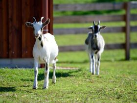 Familienurlaub auf der Sonnenseite des Burgenlandes | 6 Nächte