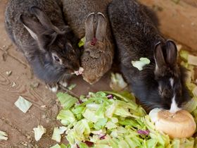Kurzurlaub in Lutzmannsburg MIT Frühstück und MIT Therme | 2 volle Tage | 1 Nacht