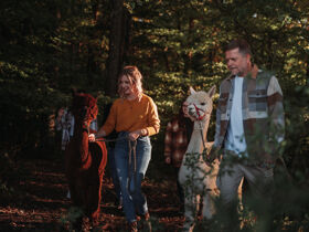 Burgen, Thermen & Wein im Südburgenland | 1 Nacht im Hotel Freiraum Güssing inkl. Burgenland Card