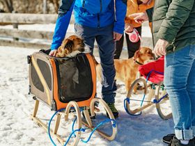 Romantischer Winterzauber mit 4 Pfoten im 4* Hotel Almfrieden