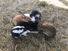 Familienurlaub in der Sonnentherme Lutzmannsburg -  3 Nächte/4 Tage mit Thermeneintritt