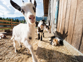 Appartementurlaub in Zell am See - Erholung inmitten der Berge | 2 Nächte