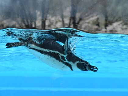 Familienwochenende mit Besuch Freizeit,- & Erholungsbad + Zoo