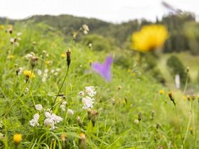 Sommerferien inmitten der Nockberge - Natur pur mit kulinarischem Genuss | 6 Nächte  
