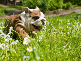 Hundeglück in Koblenz inkl. Geschenk für den Vierbeiner
