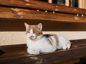 Das gönn ich mir - Winterfinale im Salzburger Land