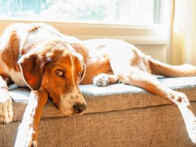 Pfoten-Relax-Paket – Ostseeurlaub mit Hund auf Rügen | 3 Tage