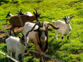 Familien-Hit im Familienhotel im SalzburgerLand | 3 Nächte