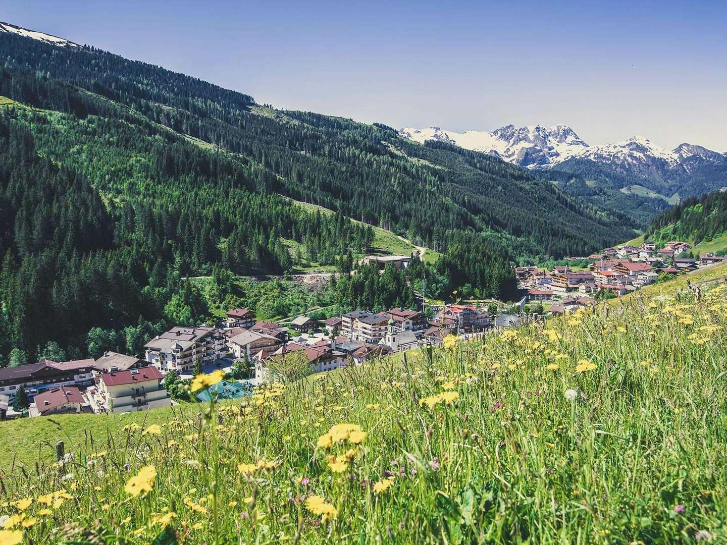 Almwandern im Zillertal inkl. Bergfahrt | 3 Nächte 