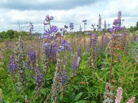 Sparpreis in Oberwiesenthal - Premium All Inklusive Auszeit am Fichtelberg - 5 Tage