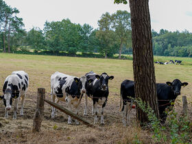 4-tägiges Weihnachtspaket mit Live-Musik in Twente - 3 Nächte