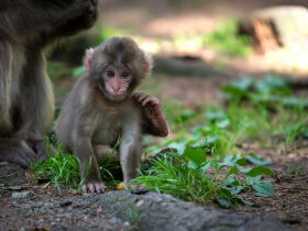4=3 Special in Villach - Kurzurlaub in Kärnten