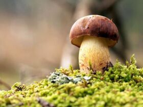 Urlaub in Landgut Wiejce | 2 Tage