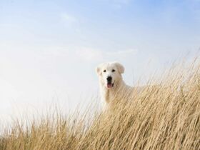 Zeit zu zweit auf Sylt – 3 Tage Entspannung & Wellness