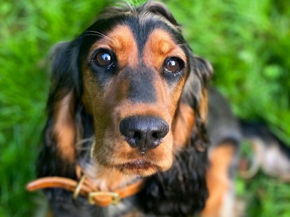 Auszeit mit Hund im Mühlviertel | 1 Nacht 