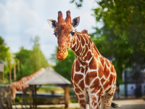 3 Tage Aktivurlaub am Ještěd: Zoo Liberec & Bobbahn erleben inklusive Halbpension