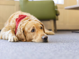 Urlaub mit Hund im JUFA Hotel Laterns***s | 3 Nächte 