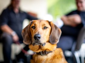 Urlaub mit Hund im JUFA Hotel Laterns***s | 4 Nächte  