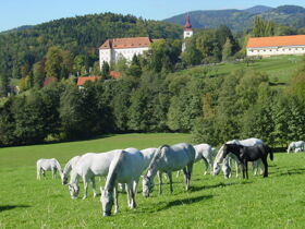 Abenteuer & Naturgenuss für Zwei- und Vierbeiner in der Weststeiermark | 3 Nächte