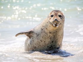 Klassisch wie ein Grandhotel, erfrischend wie der Nordseewind - 2 Tage Büsum