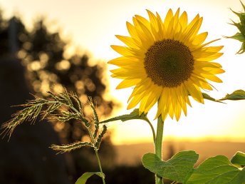 Rennsteiger Sommerschnäppchen - 3 Tage inkl. HP plus