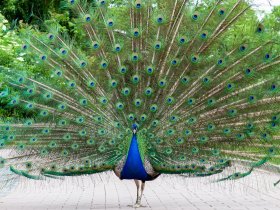 Kelsterbacher Zoo-Abenteuer: Natur & Stadt vereint inkl. 3-Gang Menu | 4 Tage