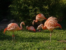 Kelsterbacher Zoo-Abenteuer: Natur & Stadt vereint | 2 Tage