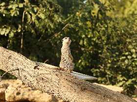 Kelsterbacher Zoo-Abenteuer: Natur & Stadt vereint | 4 Tage