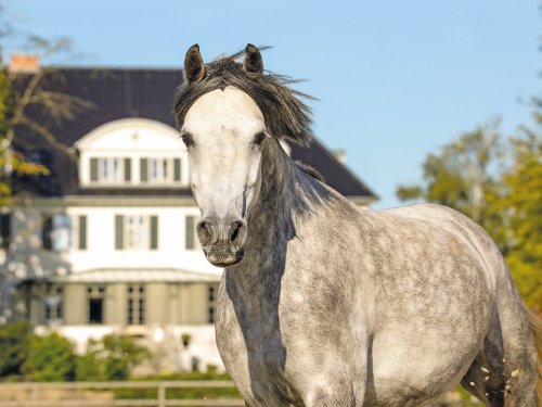 Hotel Gut Immenhof