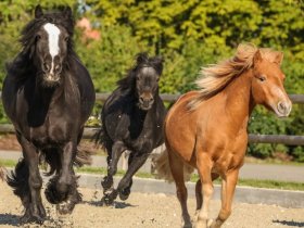 Kurze Auszeit mit traditioneller Gutskultur inkl. Abendessen 