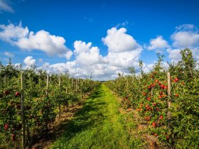3 Tage Kurzurlaub im Alten Land bei Hamburg - Nordeuropas größtes Obstanbaugebiet