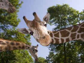 3 Tage Zoo-Familienabenteuer inkl. Dortmunder Zoo