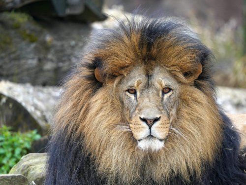 Tierisches Abenteuer im Grünen Zoo in Wuppertal | 3 Tage