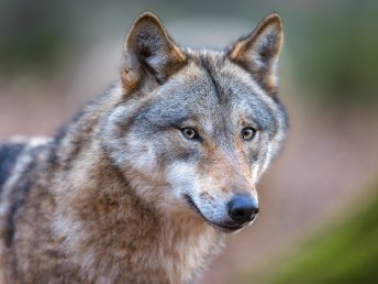 4 Übernachtungen inkl. Frühstück & Eintritt in den Wildpark 2