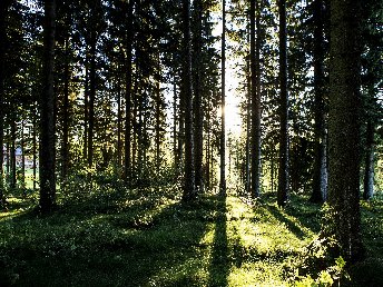 3 Tage Auszeit im malerischen Hochschwarzwald inkl. Abendmenü