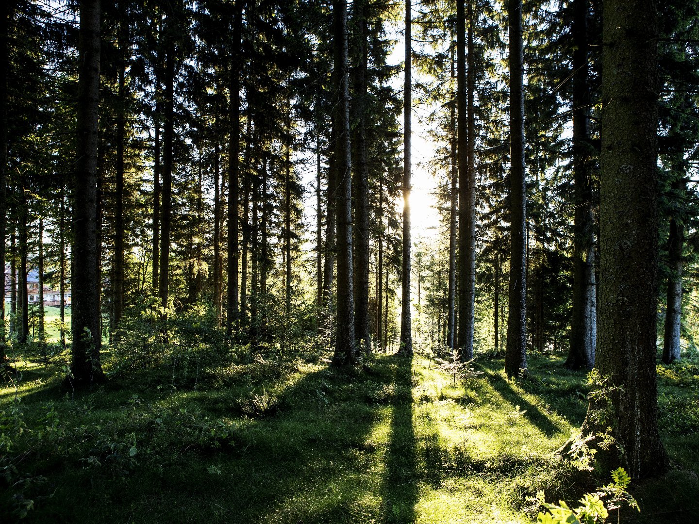 3 Tage Auszeit im malerischen Hochschwarzwald inkl. Abendmenü
