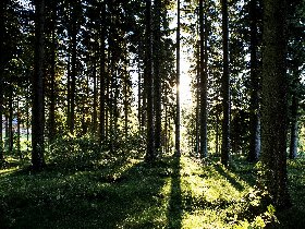 Genussmomente im Hochschwarzwald: 2 Tage Auszeit mit abendlichem Gourmetmenü