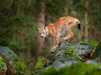 Harzzeit & Bahnerlebnis - 5 Tage in Wernigerode