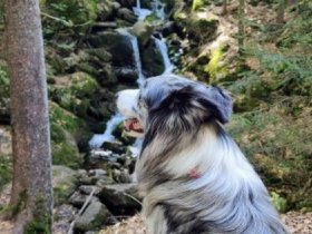 3 Tage Hunde Special im Luxusresort der Extraklasse