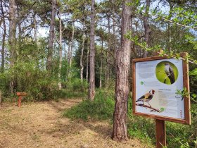 Sommerurlaub in Lignano mit Strandservice und Halbpension   | 5 Nächte    