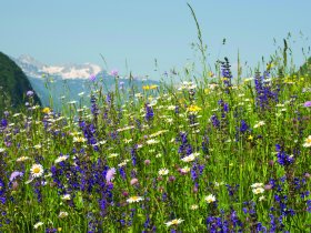 See.Wellness.Fit - Kurzurlaub am Bohinj See im Herzen Sloweniens | 3 Nächte