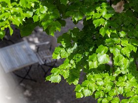 Gourmetauszeit mit Fine-Dining-Menü am Traunsee | 2 Tage