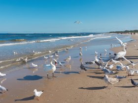 Mit dem Fahrrad an der Ostsee - Kurzurlaub in Polen inkl. Leihrad | 3 Nächte