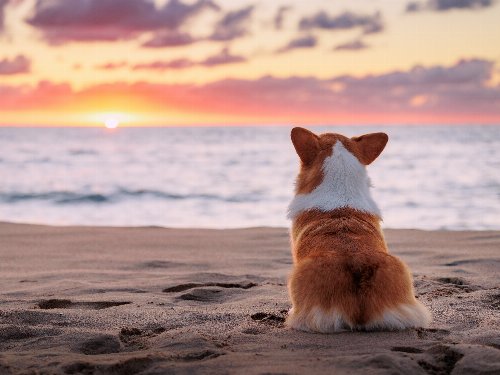 Ostsee-Auszeit mit Hund in Grömitz direkt am Meer - 3 Tage