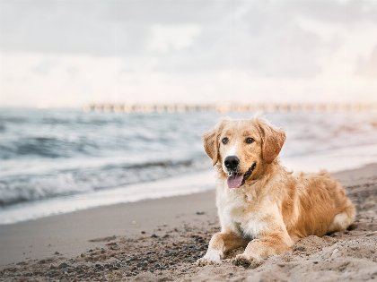 Ostsee-Auszeit mit Hund in Grömitz direkt am Meer - 4 Tage